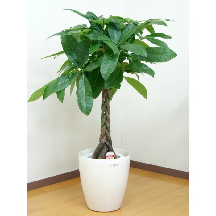 観葉植物 パキラ7号プラスチック鉢(鉢カバー付) 開店祝い 新築祝い