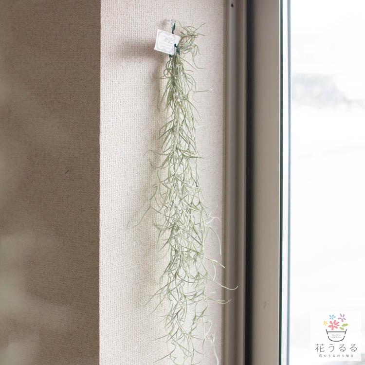 ロングサイズ約65cm／育てやすい インテリアグリーン 『チランジア