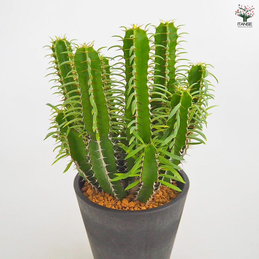 ユーフォルビア ムランジーナ 多肉植物 4号/1個売り 花苗 お花 宿根草