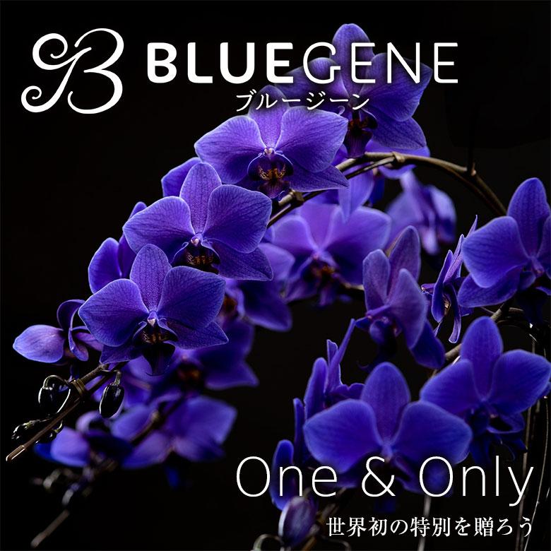青色胡蝶蘭 ブルージーン 1本立鉢 Blue Gene 胡蝶蘭 コチョウラン