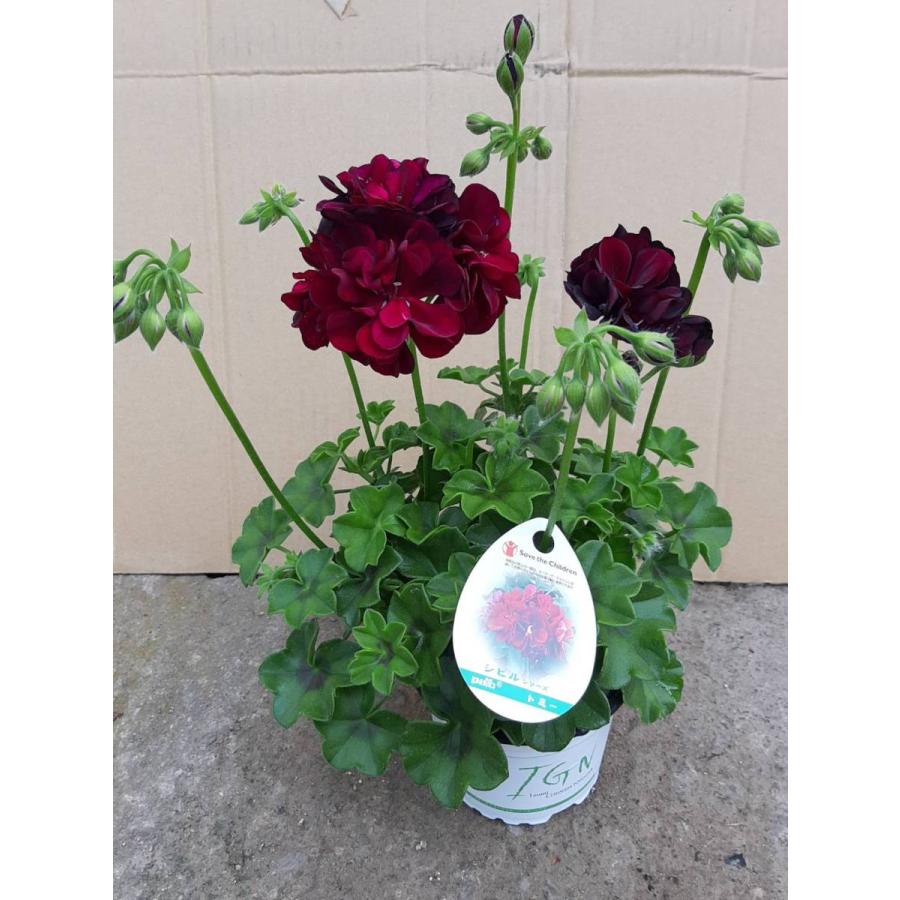 アイビーゼラニウム 'トミー' （ハーブ苗）シビルシリーズ 11cm