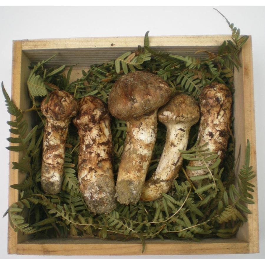 松茸200g 朝採り信州高遠産 マツタケ 国産 松茸 まつたけ : おいしい