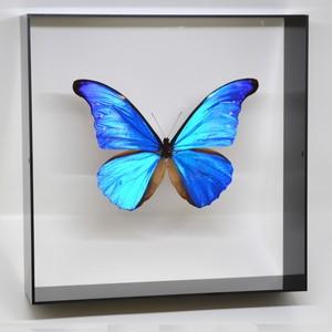 蝶の標本 カキカモルフォ M.cacica ブラックフレーム チョウ