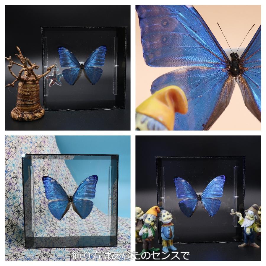 蝶の標本 アドニスモルフォ M.adonis ブラックフレーム チョウ