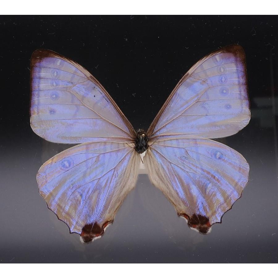 蝶の標本 スルコウスキーモルフォ M.sulkowskyi ホワイトフレーム