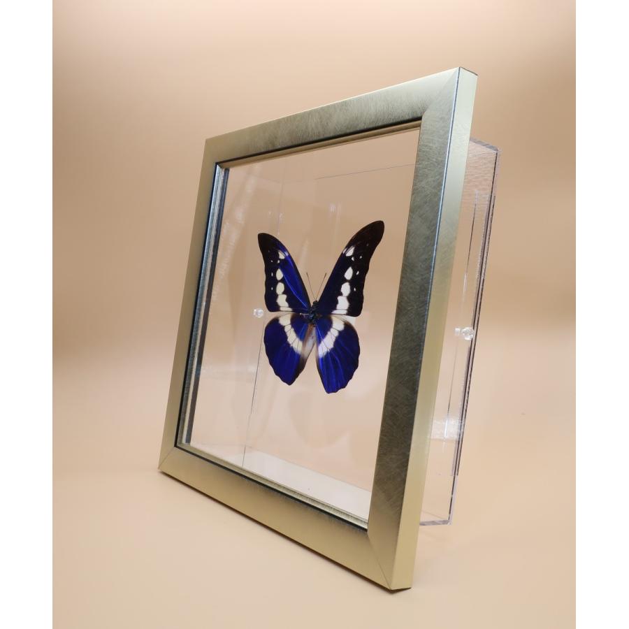 蝶の標本 ヘレナモルフォ M.helena ライトフレーム チョウ バタフライ