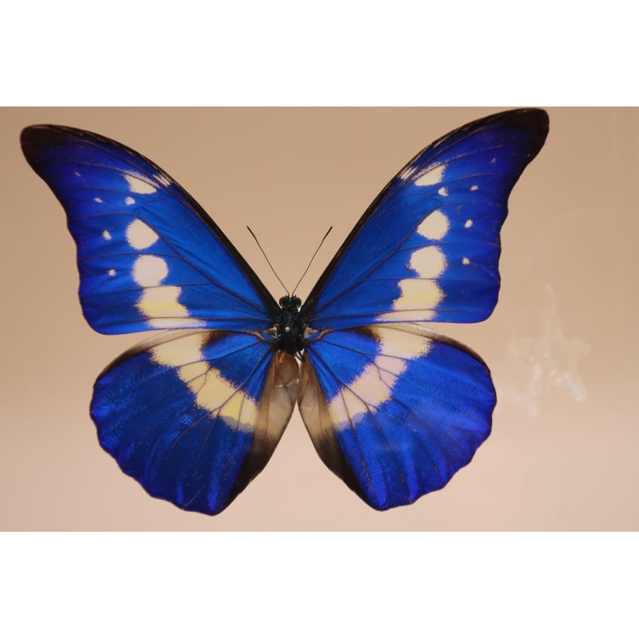 蝶の標本 ヘレナモルフォ M.helena ライトフレーム チョウ バタフライ