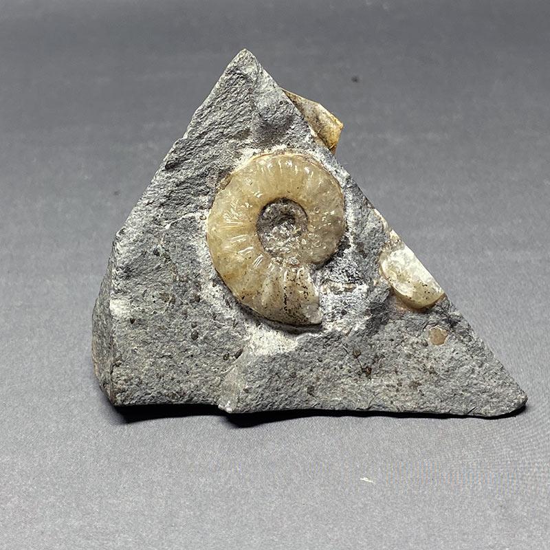 アンモナイトプロミクロセラス化石(母岩付）中生代ジュラ紀