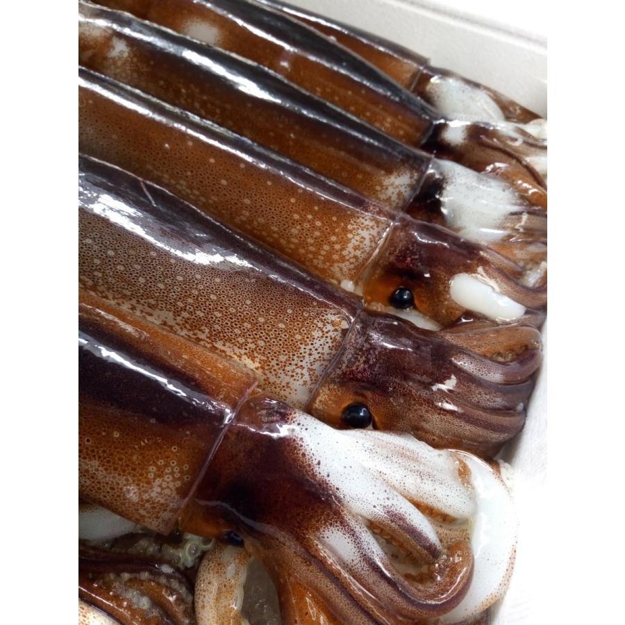 送料無料 鮮度超抜群 スルメイカ 冷凍 20尾入り(約4.5kg〜約5.5kg