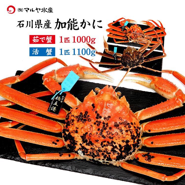 蟹漁解禁 カニ かに 蟹 ズワイガニ ずわい蟹 加能かに 石川県産 1匹 約