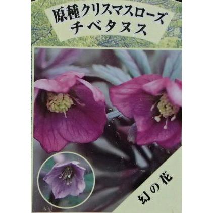 幻の原種クリスマスローズ チベタヌス（国内生産 実生苗）3寸ポット