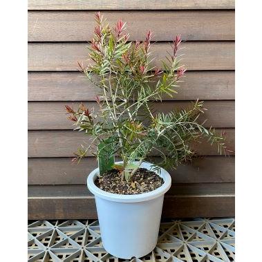 メラレウカ レッドジェム（5寸鉢植え） : 日本花卉ガーデンセンター