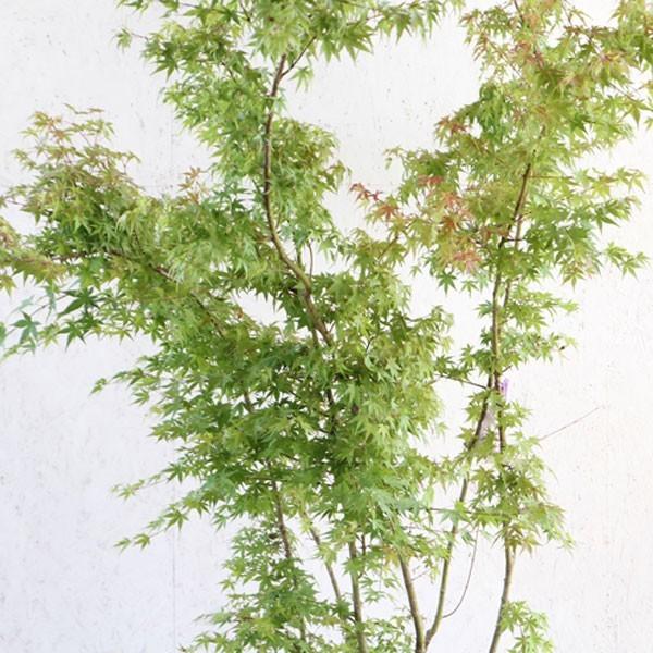 イロハモミジ 株立ち 樹高1.5〜1.8m前後(根鉢含まず) 単品 : 相馬