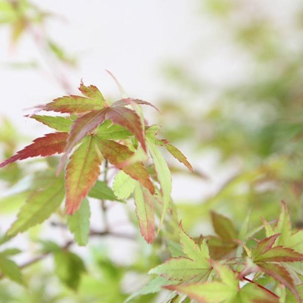 イロハモミジ 株立ち 樹高1.5〜1.8m前後(根鉢含まず) 単品 : 相馬