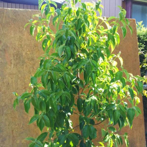 常緑ヤマボウシ ホンコンエンシス 月光 単木 樹高1.8〜2.0m前後(根鉢