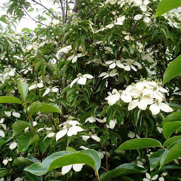 常緑ヤマボウシ ホンコンエンシス 月光 単木 樹高1.8〜2.0m前後(根鉢