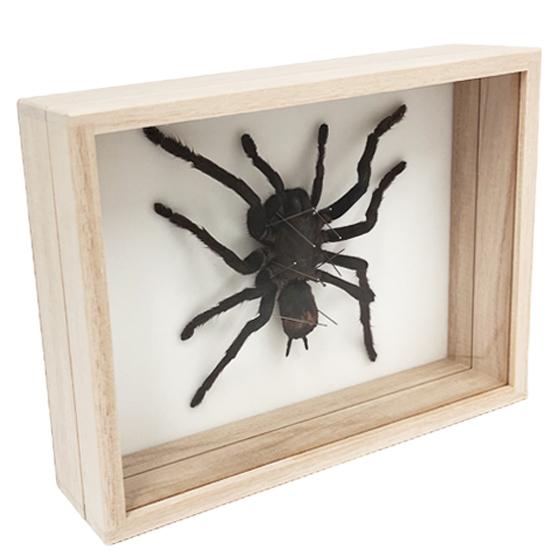 昆虫標本 タランチュラ 桐箱 : ソプラノYahoo!店 - 通販 - Yahoo