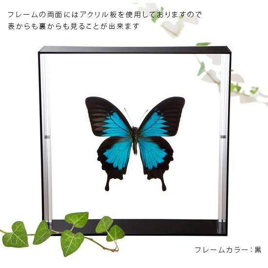 昆虫標本 蝶の標本 オオルリアゲハ アクリルフレーム 黒 : ソプラノ