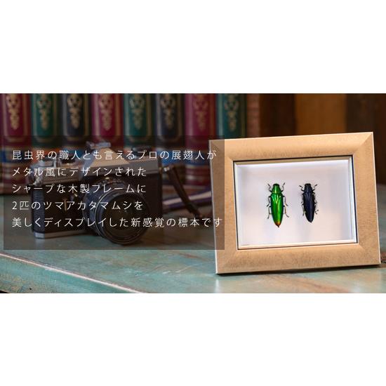 昆虫標本 ツマアカタマムシ 2匹 メタリック調ライトフレーム