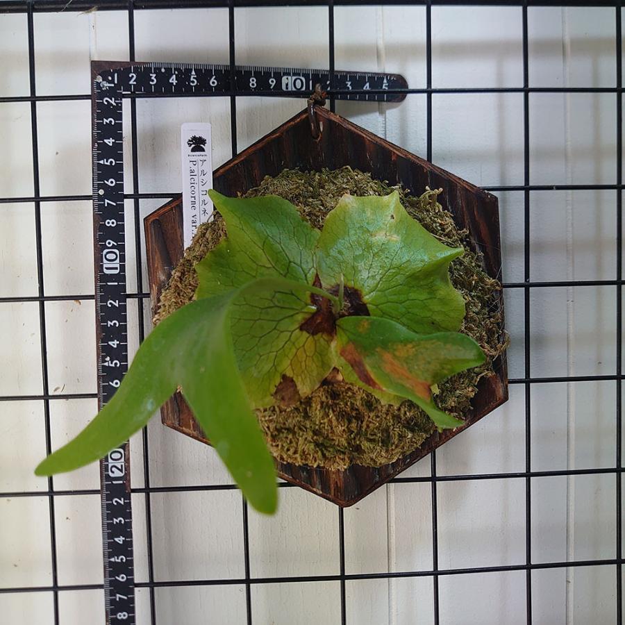 アルシコルネ アフリカ P.Alcicorne africa 原種 PUP株 検/ビカクシダ