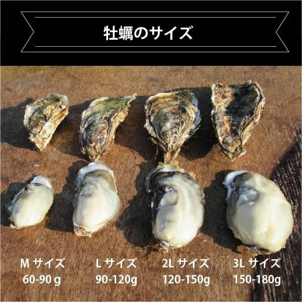 北海道 厚岸産 生牡蠣 「マルえもん」3Lサイズ 20個入 殻付 生食可