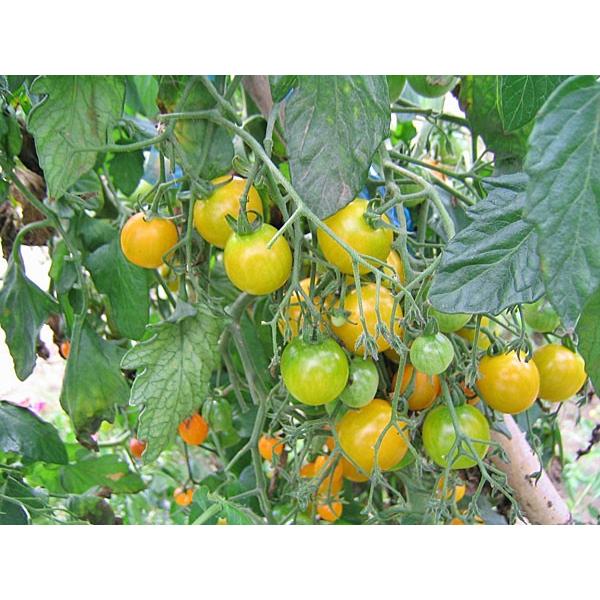 カラフルミニトマト 1Kg （約10種類・70〜80粒程度）北海道剣淵産 出荷