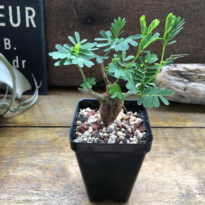 センナ メリディオナリス Senna meridionalis コーデックス 塊根植物