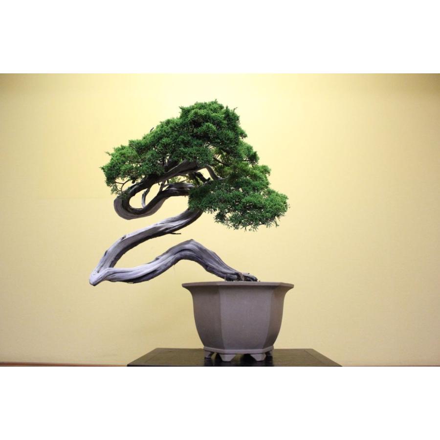 ◉真柏糸魚川 模様木 極上品 大特価！早いもの勝ち 真柏糸魚川盆栽