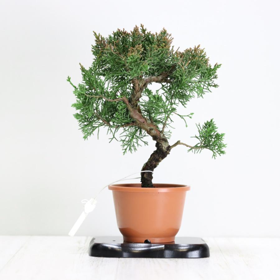 盆栽 紀州真柏盆栽 極太幹 貴風盆栽 小品盆栽 中品盆栽 素材ミニ盆栽