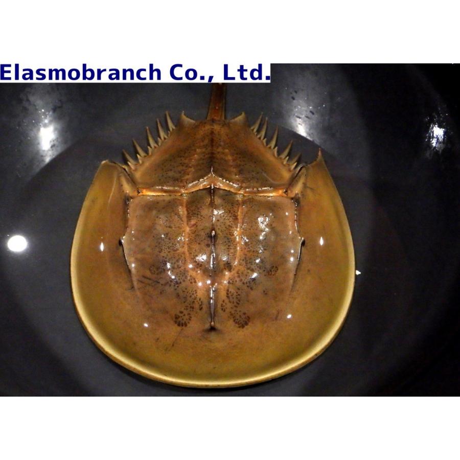 カブトガニ科） BIG カブトガニ Tachypleus tridentatus （甲長25