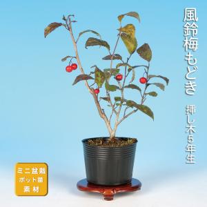 盆栽 長寿梅 チョウジュバイ 小品盆栽 ミニ盆栽 盆栽素材 苗木 雑木 花