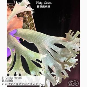 ギンカTC P.ginka TC 一点物 検/ビカクシダ Platycerium コウモリラン