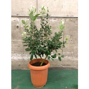 フェイジョア アポロ 樹高1.7-1.8m(根鉢含まず) 1本で結実 シンボル