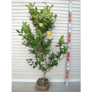 星タンゴール】 素掘り苗 1年生接木苗 雑柑 ※納期指定:発送予定