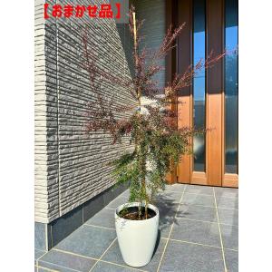 メラレウカ レッドジェム 樹高1.5m以上(鉢底から）9号ポット シンボル