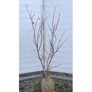 ブルーベリー ビックデライト 株立ち 約1.6m 現品販売 特大株 植木