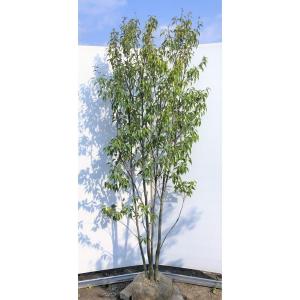 ハイノキ 株立ち 約1.7m 特大株 植木苗木 灰の木 規格販売 お買い得な