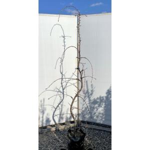 白モクレン 株立ち 約1.5m 現品発送 特大植木苗木大苗 白木蓮