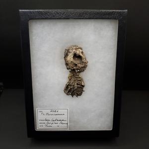 巨大ワニ サルコスクス 歯 本物 化石 恐竜 ニジェール産 75.87mm