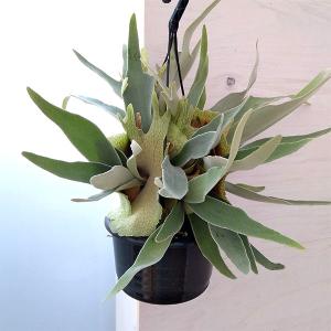 ワイルド リドレイ P.ridleyi WILD ボルネオ輸入株 一点物 検