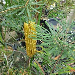 バンクシア・ヘアピン （スピヌロサ） 5号ポット苗 : 苗木部 花ひろば