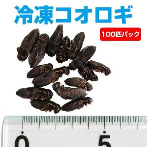 冷凍 エサ冷凍 冷凍マウス ファジー 約6g 10匹パック T2 クール便発送