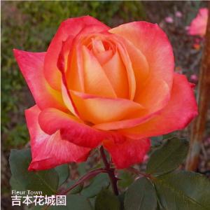 吉本花城園 バラ苗 イングリッシュローズ大苗 ジェームズ・L