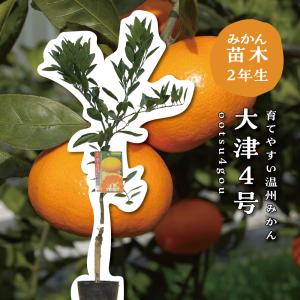 みかん 苗木 【麗紅 （れいこう） ［登録品種］】 3年生 接ぎ木 約1.0m