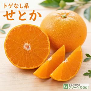 みかん 苗木 【ゆら早生】 3年生 接ぎ木 約1.0m 大苗 : 苗木の専門店