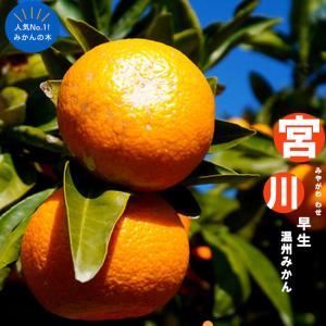 種なし日向夏 （ニューサマーオレンジ） 1年生接木苗 : 苗木部 花