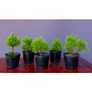 株）一樹園 瑞祥五葉松3本セット 小品盆栽／樹齢4年 : 一樹園 - 通販