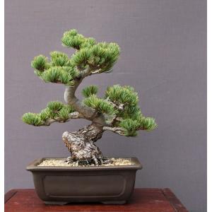 株）一樹園 糸魚川真柏 中品盆栽／樹齢25年 : 一樹園 - 通販 - Yahoo