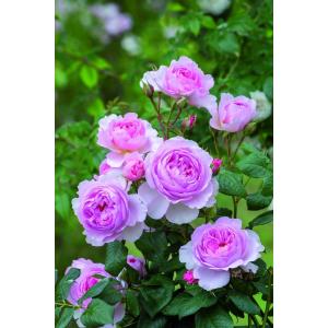 ロアルド・ダール（Ausowlish）（バラ苗：イングリッシュローズ） 大苗