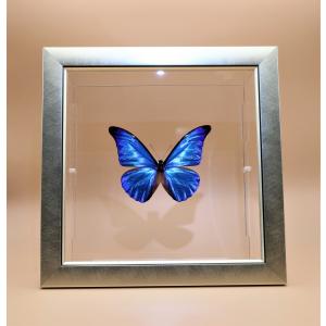 蝶の標本 カキカモルフォ M.cacica ホワイトフレーム チョウ